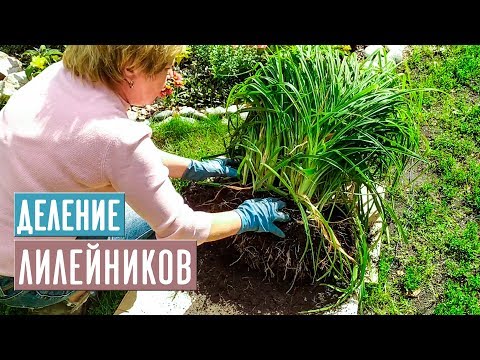 Видео: Мастер класс по делению и пересадке лилейников / Садовый гид