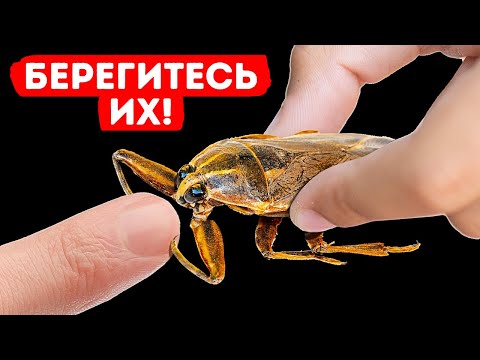 Видео: Если вы увидите это под водой, быстро выходите!