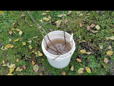 Видео: Саженцы 2025.