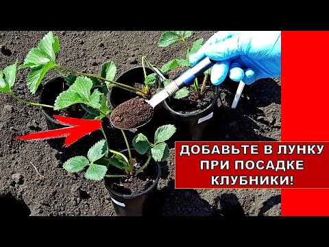 Видео: ДОБАВЬТЕ ЭТО В ЛУНКУ ПРИ ПОСАДКЕ КЛУБНИКИ! КЛУБНИКИ БУДЕТ В 10 РАЗ БОЛЬШЕ