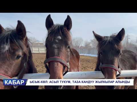 Видео: МАМЛЕКЕТТИК №54 АСЫЛ ТУКУМ ЖЫЛКЫ ЗАВОДКО ТАЗА КАНДУУ ЖЫЛКЫЛАР АЛЫНДЫ