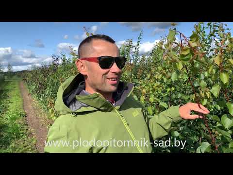 Видео: КОГДА САЖАТЬ вишню, черешню, сливу, абрикос осенью? КОГДА ПОКУПАТЬ саженцы, лучшее время.