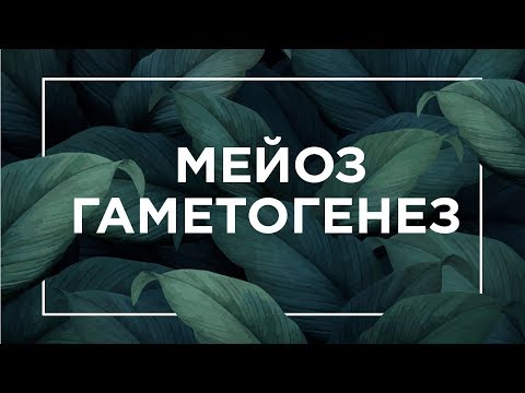 Видео: Мейоз, гаметогенез | ЕГЭ Биология | Даниил Дарвин