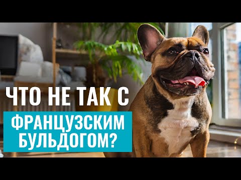 Видео: ФРАНЦУЗСКИЙ БУЛЬДОГ: Что нужно знать, прежде чем завести французского бульдога? ОБЗОР породы