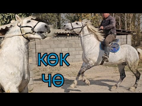Видео: Чабылып жүргөн КӨК ЧӨ НУРЛАН АКЕДЕН👍28 октября 2025 г.