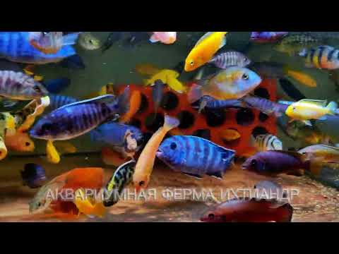Видео: люблю "борщ". Ассорти цихлид (cichlids)