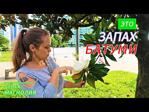 Видео: Мы выяснили, откуда этот запах в Батуми! И женщины тут ни при чём! Чем пахнет Грузия. Белая Магнолия
