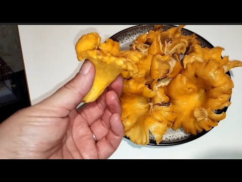 Видео: Лисички в сметане 