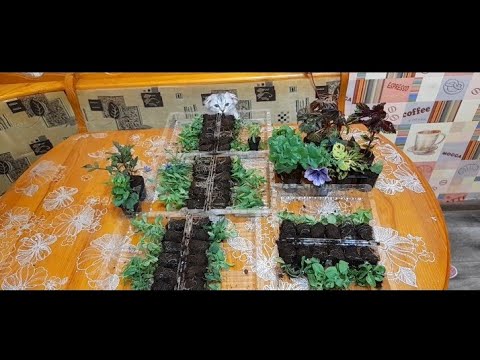 Видео: Агрофирма Виола обзор посылки.Не удержалась заказала.
