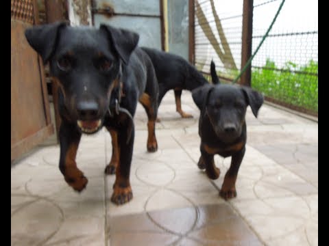 Видео: ягдтерьер щенок 3 месяца - РАПТОР от БУРУХТАНА х МАНУ