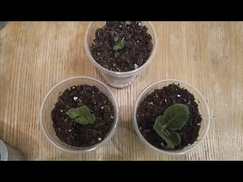 Видео: Как отделить детки глоксиний от фрагмента листа