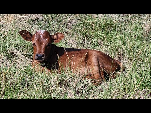 Видео: Она здесь!