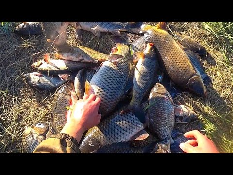 Видео: ВОТ ЭТО РЫБАЛКА! САЗАН, ЛЕЩ, КРУПНЫЙ КАРАСЬ и ЯЗЬ! Семейная рыбалка на сазана в Сибирской глуши