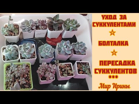 Видео: #мояколлекция Уход за суккулентами | Болталка | Пересадка суккулентов ●☆▪︎☆▪︎☆