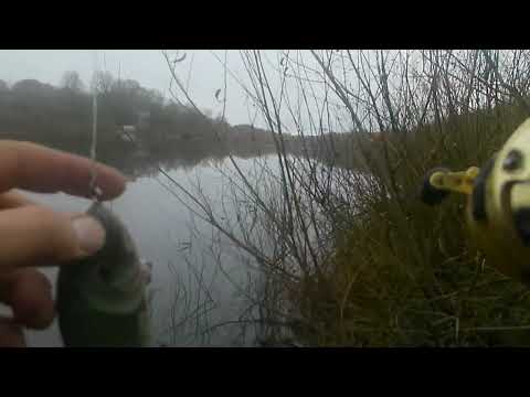 Видео: Джерковая береговая прогулка в ноябре