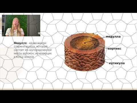 Видео: 03 Строение волоса