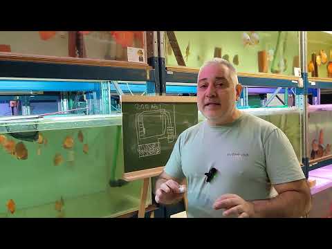Видео: Аквариум 200 литров для дискусов , обсуждаем все момены савязаные обустройством этого объема .