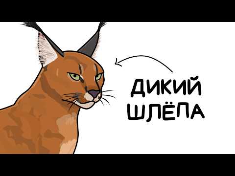 Видео: Ты - Каракал (И ЭТО ВСЯ ТВОЯ ЖИЗНЬ)