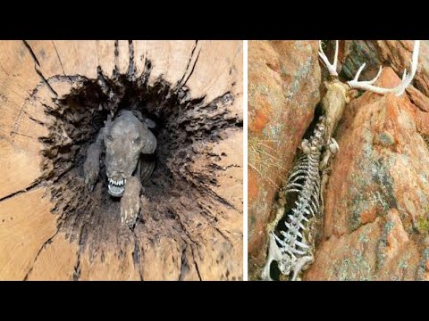 Видео: Животные, с Которыми Природа  Обошлась Несправедливо