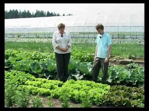 Видео: Сад и огород. Салат, базилик, шпинат | Garden. Lettuce, basil, spinach