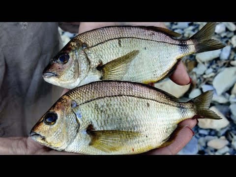 Видео: Черное море рыбалка с берега, первый раз рыбачу на Черном море с берега