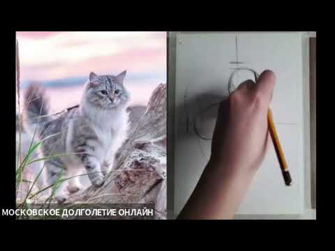 Видео: котик 1 часть