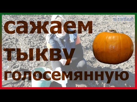 Видео: Как сажать голосемянную тыкву. Посадка тыквы. Выращивание уход за тыквой
