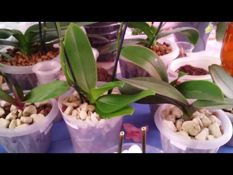 Видео: Посадка ОРХИДЕИ -2 в пенополистирол ..22.05.20.