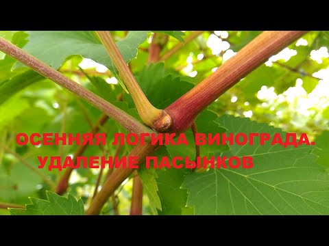 Видео: Записки виноградаря. Осенняя логика винограда. Удаление пасынков.
