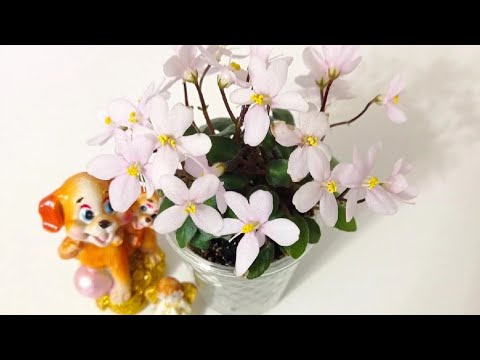 Видео: Как растут мои фиалки. Фиалки трейлеры.