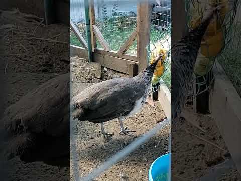 Видео: Осенний урожай и павлиньи пожратушки. У павлина-папы растет новый хвост.