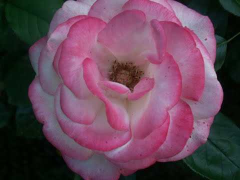 Видео: Цветение роз,начало(2 часть), заманчивое состояние моей души),мои удобрения в конце видео.