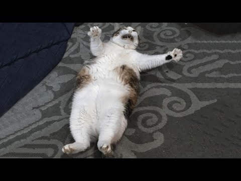 Видео: Подборка самых смешных котов 2025 года 🐱 Смеюсь до упаду! #96