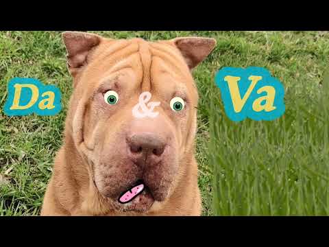 Видео: Собаководство и кинология. Всё о самой лучшей породе собак. Китайский Шар-Пей 7 лет  2023