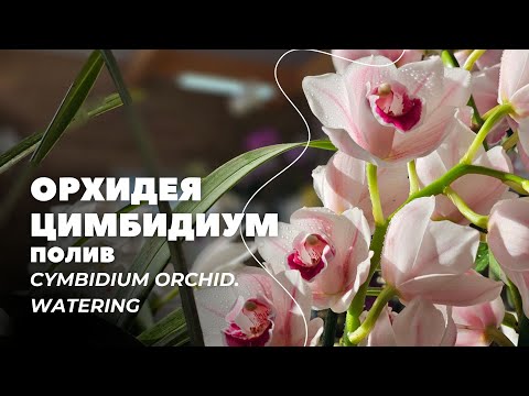 Видео: 2Ц. Орхидея Цимбидиум. Полив / Cymbidium orchid. Watering