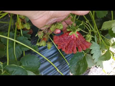 Видео: Купчиха!!!! Без урожая не останитесь🍓🍓🍓