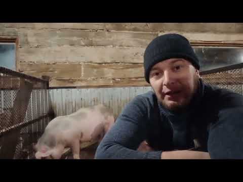 Видео: ‼️## Какие препараты нужно ставить поросятам при отравлении, и передозировке препаратами ## ‼️