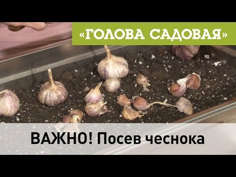 Видео: Голова садовая -  ВАЖНО! Посев чеснока