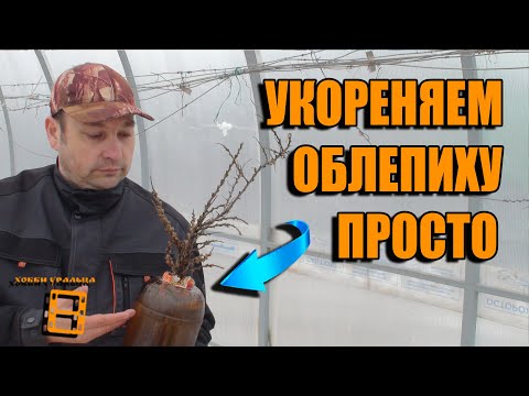 Видео: РАЗМНОЖЕНИЕ ОБЛЕПИХИ ЧАСТЬ 1. СПОСОБ ОПЫЛЕНИЯ БЕЗ МУЖСКОЙ ОБЛЕПИХИ. САД (ОГОРОД) И ТЕПЛИЦА