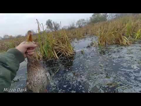 Видео: Охота на Качку Львівській обл