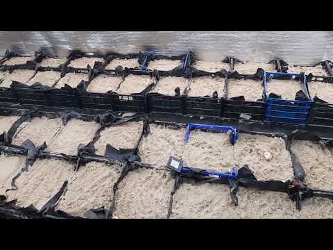 Видео: Способи охолодження тюльпана. В субстраті чи холодильнику, 9-ти та 5-ти градусна технологія.