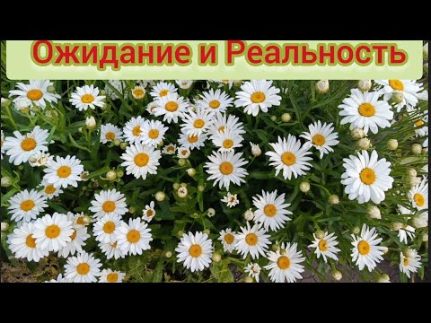 Видео: 11 декабря 2024 г.
