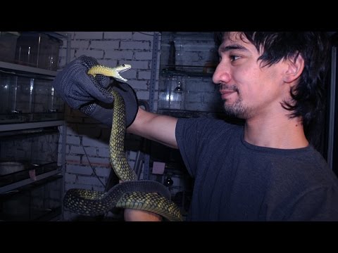 Видео: ЕСТЬ ЛИ ОТ ЗМЕЙ ОТДАЧА? Уборка у мамб и прочее