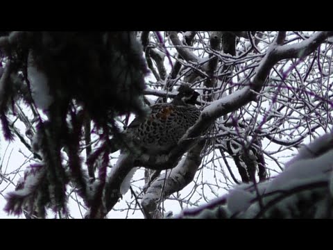 Видео: ОХОТА на РЯБЧИКА...шесть часов охоты пролетели,как один миг