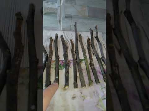 Видео: Супер способ размножения инжира черенками.