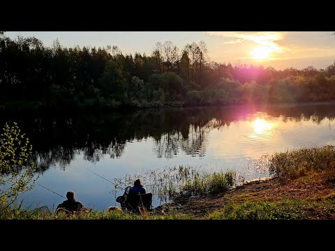 Видео: Весенние Обитатели Березины! Рыбалка с Ночевкой. Рыбалка на Фидер на Березине.