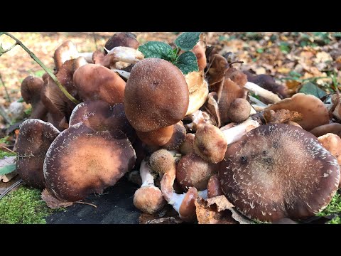 Видео: @ Нарешті я дібралася до Лісу де збирала Опеньки.  І що? Конкуренти у лісі…Грибні мандри запрошують!