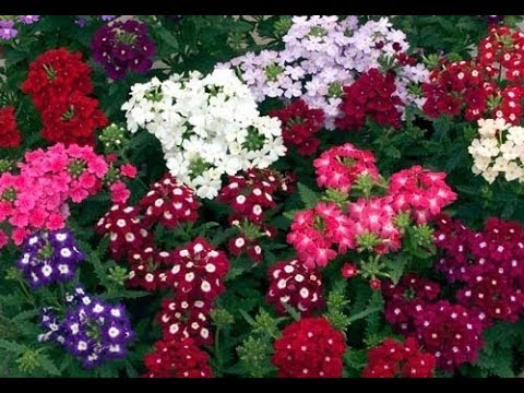 Видео: Вербена Ампельная .🌸Черенкование ,зимовка