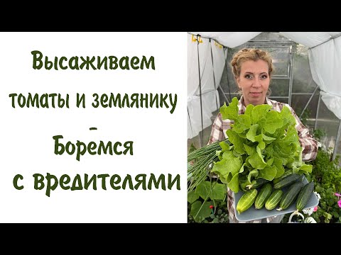 Видео: Высаживаем томаты и землянику. Боремся с вредителями