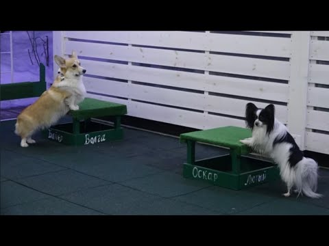 Видео: Догтренинг 700. Папильон и корги. Урок-ребус.